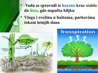 
Voda se sprovodi iz korena kroz stablo
do lista, gde napušta biljku

Vlaga i svežina u baštama, parkovima
tokom letnjih dana
 