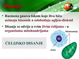DisanjeDisanje
• Razmena gasova tokom koje živa bića
uzimaju kiseonik a oslobađaju ugljen-dioksid
• Disanje se odvija u svim živim ćelijama - u
organelama mitohondrijama
Jedro
Mitohondrije
ĆELIJSKO DISANJE
 