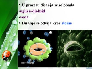  U procesu disanja se oslobađa
-ugljen-dioksid
-voda
 Disanje se odvija kroz stome
 