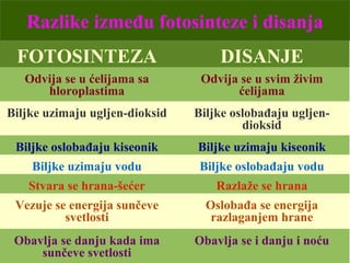 FOTOSINTEZA DISANJE
Odvija se u ćelijama sa
hloroplastima
Odvija se u svim živim
ćelijama
Biljke uzimaju ugljen-dioksid Biljke oslobađaju ugljen-
dioksid
Biljke oslobađaju kiseonik Biljke uzimaju kiseonik
Biljke uzimaju vodu Biljke oslobađaju vodu
Stvara se hrana-šećer Razlaže se hrana
Vezuje se energija sunčeve
svetlosti
Oslobađa se energija
razlaganjem hrane
Obavlja se danju kada ima
sunčeve svetlosti
Obavlja se i danju i noću
Razlike između fotosinteze i disanja
 