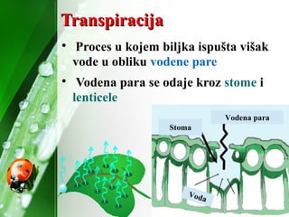 TranspiracijaTranspiracija

Proces u kojem biljka ispušta višak
vode u obliku vodene pare

Vodena para se odaje kroz stome i
lenticele
Stoma
Voda
Vodena para
 
