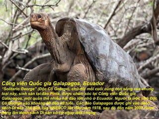 Công viên Quốc gia Galapagos, Ecuador “ Solitario George” (Độc Cô George), chú  đ ồi mồi cuối cùng còn sống của chủng loại này, sinh sản tại  đả o Pinta,  đượ c ch ă m sóc tại Công viên Quốc gia Galapagos, một quần thể nhiều hải  đả o lớn nhỏ ở Ecuador. Ng ườ i ta  ướ c tính Độc Cô George vào khoảng 60  đế n 90 tuổi.  Các  đả o Galapagos  đượ c ghi vào danh sách Di sản Thế giới của UNESCO lần  đầ u n ă m 1978, sau  đó   đế n n ă m 2007  đượ c nâng lên danh sách Di sản có c ơ  nguy diệt chủng. 