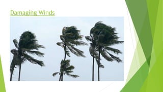 Damaging Winds
 