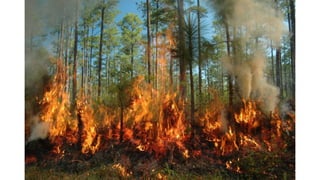 DISASTER in ENGLISH.pptx