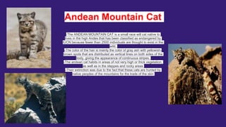 Andean Mountain Cat
-The ANDEAN MOUNTAIN CAT is a small race will cat native to
lives in the high Andes that has been classified as endangered by
IUCN because fewer than 2500 individuals are thought to exist in the
wild.
-The color of the hair is mainly the color of gray ash with yellowish-
brown spots that are distributed as vertical lines on both sides of the
body, giving the appearance of continuous stripes.
-The andean cat habits in areas of not very high or thick vegetation,
as well as in the steppes and rocky areas
-Their extinction was due to the fact that these cats are hunted by
native peoples of the mountains for the trade of the skin
 