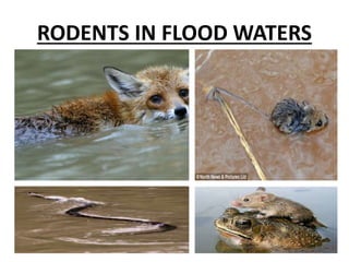 RODENTS IN FLOOD WATERS
 