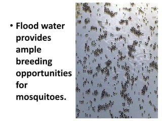 • Flood water
provides
ample
breeding
opportunities
for
mosquitoes.
 