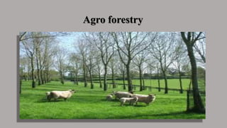 Agro forestry
 