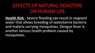 EFFECTS OF NATURAL DISASTERS
ON HUMAN LIFE
Health Risk - Severe flooding can result in stagnant
water that allows breeding of waterborne bacteria
and malaria carrying mosquitoes. Dengue fever is
another serious health problem caused by
mosquitoes.
 