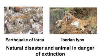 Earthquake of lorca Iberian lynx
Natural disaster and animal in danger
of extinction
 