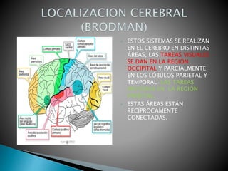 • ESTOS SISTEMAS SE REALIZAN
EN EL CEREBRO EN DISTINTAS
ÁREAS, LAS TAREAS VISUALES
SE DAN EN LA REGIÓN
OCCIPITAL Y PARCIALMENTE
EN LOS LÓBULOS PARIETAL Y
TEMPORAL; LAS TAREAS
MOTORAS EN LA REGIÓN
PARIETAL.
• ESTAS ÁREAS ESTÁN
RECÍPROCAMENTE
CONECTADAS.
 