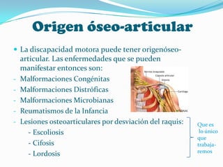 Origen óseo-articular
 La discapacidad motora puede tener origenóseo-
    articular. Las enfermedades que se pueden
    manifestar entonces son:
-   Malformaciones Congénitas
-   Malformaciones Distróficas
-   Malformaciones Microbianas
-   Reumatismos de la Infancia
-   Lesiones osteoarticulares por desviación del raquis:   Que es
       - Escoliosis                                         lo único
                                                           que
       - Cifosis                                           trabaja-
                                                           remos
       - Lordosis
 