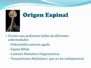 Origen Espinal


 En este caso podremos hablar de diferentes
 enfermedades:
 - Poliomielitis anterior aguda
 - Espina Bífida
 - Lesiones Medulares Degenerativas
 - Traumatismos Medulares ( que no los trabajaremos)
 
