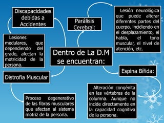 Dentro de La D.M
se encuentran:
Parálisis
Cerebral:
Lesión neurológica
que puede alterar
diferentes partes del
cuerpo, incidiendo en
el desplazamiento, el
habla, el tono
muscular, el nivel de
atención, etc.
Espina Bífida:
Alteración congénita
en las vértebras de la
columna. Aunque no
incide directamente en
la capacidad cognitiva
de la persona.
Distrofia Muscular
Proceso degenerativo
de las fibras musculares
que afectan al sistema
motriz de la persona.
Discapacidades
debidas a
Accidentes
Lesiones
medulares, que
dependiendo del
grado, afectan la
motricidad de la
persona.
 