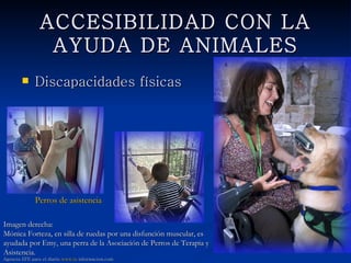ACCESIBILIDAD CON LA AYUDA
                 DE ANIMALES
              Discapacidades físicas




               Perros de asistencia

Imagen derecha:
Mónica Forteza, en silla de ruedas por una disfunción muscular, es
ayudada por Emy, una perra de la Asociación de Perros de Terapia y
Asistencia.
Agencia EFE para el diario www.la informacion.com
 