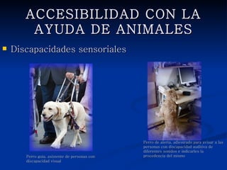 ACCESIBILIDAD CON LA AYUDA
            DE ANIMALES
   Discapacidades sensoriales




                                               Perro de alerta, adiestrado para avisar a las
                                               personas con discapacidad auditiva de
                                               diferentes sonidos e indicarles la procedencia
       Perro guía, asistente de personas con   del mismo
       discapacidad visual
 