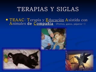TERAPIAS Y SIGLAS
   TEAAC: Terapia y Educación Asistida con
    Animales de Compañía (Perros, gatos, pájaros…)
 