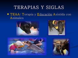 TERAPIAS Y SIGLAS
   TEAA: Terapia y Educación Asistida con
    Animales
 