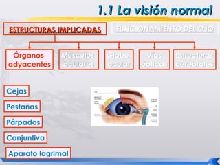 1.1 La visión normal
ESTRUCTURAS IMPLICADAS      FUNCIONAMIENTO DEL OJO


 Órganos      Músculos    Globo     Vías     Estructuras
adyacentes    oculares    ocular   ópticas   cerebrales


Cejas

Pestañas                    IMAGEN
Párpados

Conjuntiva

Aparato lagrimal
 