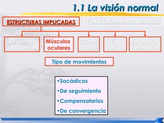 1.1 La visión normal
ESTRUCTURAS IMPLICADAS     FUNCIONAMIENTO DEL OJO


 Órganos     Músculos    Globo     Vías     Estructuras
adyacentes   oculares    ocular   ópticas   cerebrales

               Tipo de movimientos


                •Sacádicos
                •De seguimiento
                •Compensatorios
                •De convergencia
 