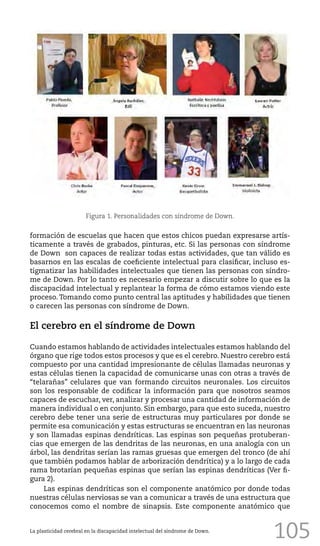 105
formación de escuelas que hacen que estos chicos puedan expresarse artís-
ticamente a través de grabados, pinturas, etc. Si las personas con síndrome
de Down son capaces de realizar todas estas actividades, que tan válido es
basarnos en las escalas de coeficiente intelectual para clasificar, incluso es-
tigmatizar las habilidades intelectuales que tienen las personas con síndro-
me de Down. Por lo tanto es necesario empezar a discutir sobre lo que es la
discapacidad intelectual y replantear la forma de cómo estamos viendo este
proceso. Tomando como punto central las aptitudes y habilidades que tienen
o carecen las personas con síndrome de Down.
El cerebro en el síndrome de Down
Cuando estamos hablando de actividades intelectuales estamos hablando del
órgano que rige todos estos procesos y que es el cerebro. Nuestro cerebro está
compuesto por una cantidad impresionante de células llamadas neuronas y
estas células tienen la capacidad de comunicarse unas con otras a través de
“telarañas” celulares que van formando circuitos neuronales. Los circuitos
son los responsable de codificar la información para que nosotros seamos
capaces de escuchar, ver, analizar y procesar una cantidad de información de
manera individual o en conjunto. Sin embargo, para que esto suceda, nuestro
cerebro debe tener una serie de estructuras muy particulares por donde se
permite esa comunicación y estas estructuras se encuentran en las neuronas
y son llamadas espinas dendríticas. Las espinas son pequeñas protuberan-
cias que emergen de las dendritas de las neuronas, en una analogía con un
árbol, las dendritas serían las ramas gruesas que emergen del tronco (de ahí
que también podamos hablar de arborización dendrítica) y a lo largo de cada
rama brotarían pequeñas espinas que serían las espinas dendríticas (Ver fi-
gura 2).
Las espinas dendríticas son el componente anatómico por donde todas
nuestras células nerviosas se van a comunicar a través de una estructura que
conocemos como el nombre de sinapsis. Este componente anatómico que
La plasticidad cerebral en la discapacidad intelectual del síndrome de Down.
Figura 1. Personalidades con síndrome de Down.
 