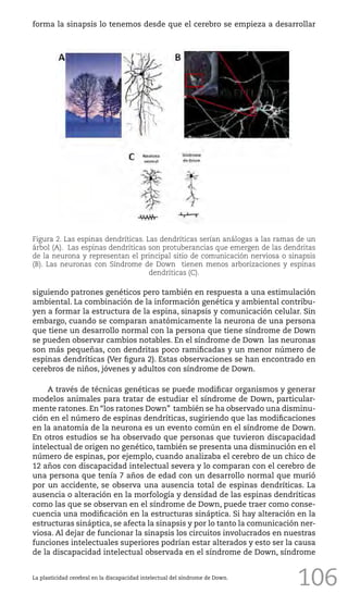 106
siguiendo patrones genéticos pero también en respuesta a una estimulación
ambiental. La combinación de la información genética y ambiental contribu-
yen a formar la estructura de la espina, sinapsis y comunicación celular. Sin
embargo, cuando se comparan anatómicamente la neurona de una persona
que tiene un desarrollo normal con la persona que tiene síndrome de Down
se pueden observar cambios notables. En el síndrome de Down las neuronas
son más pequeñas, con dendritas poco ramificadas y un menor número de
espinas dendríticas (Ver figura 2). Estas observaciones se han encontrado en
cerebros de niños, jóvenes y adultos con síndrome de Down.
A través de técnicas genéticas se puede modificar organismos y generar
modelos animales para tratar de estudiar el síndrome de Down, particular-
mente ratones. En “los ratones Down” también se ha observado una disminu-
ción en el número de espinas dendríticas, sugiriendo que las modificaciones
en la anatomía de la neurona es un evento común en el síndrome de Down.
En otros estudios se ha observado que personas que tuvieron discapacidad
intelectual de origen no genético, también se presenta una disminución en el
número de espinas, por ejemplo, cuando analizaba el cerebro de un chico de
12 años con discapacidad intelectual severa y lo comparan con el cerebro de
una persona que tenía 7 años de edad con un desarrollo normal que murió
por un accidente, se observa una ausencia total de espinas dendríticas. La
ausencia o alteración en la morfología y densidad de las espinas dendríticas
como las que se observan en el síndrome de Down, puede traer como conse-
cuencia una modificación en la estructuras sináptica. Si hay alteración en la
estructuras sináptica, se afecta la sinapsis y por lo tanto la comunicación ner-
viosa. Al dejar de funcionar la sinapsis los circuitos involucrados en nuestras
funciones intelectuales superiores podrían estar alterados y esto ser la causa
de la discapacidad intelectual observada en el síndrome de Down, síndrome
La plasticidad cerebral en la discapacidad intelectual del síndrome de Down.
Figura 2. Las espinas dendríticas. Las dendríticas serían análogas a las ramas de un
árbol (A). Las espinas dendríticas son protuberancias que emergen de las dendritas
de la neurona y representan el principal sitio de comunicación nerviosa o sinapsis
(B). Las neuronas con Síndrome de Down tienen menos arborizaciones y espinas
dendríticas (C).
forma la sinapsis lo tenemos desde que el cerebro se empieza a desarrollar
 