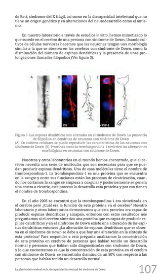 107
de Rett, síndrome del X frágil, así como en la discapacidad intelectual que no
tiene un origen genético y en alteraciones del neurodesarrollo como el autis-
mo.
En nuestro laboratorio a través de estudios in vitro, hemos mimetizado lo
que sucede en el cerebro de una persona con síndrome de Down. Usando cul-
tivos de células nerviosas hacemos que las neuronas tengan una morfología
similar a la que se observa en los cerebros con síndrome de Down, como la
disminución del número de espinas dendríticas y la presencia de unas pro-
longaciones llamadas filopodios (Ver figura 3).
La plasticidad cerebral en la discapacidad intelectual del síndrome de Down.
Figura 3. Las espinas dendríticas son alteradas en el síndrome de Down. La presencia
de filipodios en dendritas de neuronas con síndrome de Down
(A). En cultivos celulares se puede reproducir las características de las neuronas con
síndrome de Down (B). Proteínas como la trombospondina-1 revierten las alteraciones
morfológicas en neuronas con síndrome de Down.
Nosotros y otros laboratorios en el mundo hemos encontrado, que el ce-
rebro necesita una serie de moléculas que son necesarias para que se pue-
dan producir espinas dendríticas. Una de esas moléculas tiene el nombre de
trombospondina-1. La trombospondina-1 es una proteína que se encuentra
en la sangre y entre sus funciones están los procesos de cicatrización, cuan-
do nos cortamos la sangre se empieza a coagular y posteriormente se genera
una costra o cicatriz, este proceso lo desarrolla esta proteína y por eso tienen
el nombre de trombospondina.
En el año 2005 se encontró que la trombospondina-1 era sintetizada en
el cerebro pero ¿Cuál era la función de esta proteína en el cerebro? Nuestro
laboratorio y otros laboratorios demostramos que esta proteína era capaz de
producir espinas dendríticas y sinapsis, entonces con estos resultados nos
preguntamos si el cerebro sintetiza una proteína que es capaz de producir es-
pinas dendríticas y en el síndrome de Down existe una alteración de las espi-
nas dendríticas entonces ¿La alteración de espinas dendríticas que se obser-
va en el síndrome de Down se debe a que hay una alteración en la síntesis de
esta proteína? Para responder a esta pregunta analizamos la concentración
de esta proteína en cerebros de personas que habían tenido un desarrollo
normal y personas que habían sido diagnosticadas con síndrome de Down,
y lo que encontramos es que la concentración de esta proteína en el cerebro
con síndrome de Down se encontraba disminuida un 50% con respecto a las
personas que habían tenido un desarrollo normal.
 