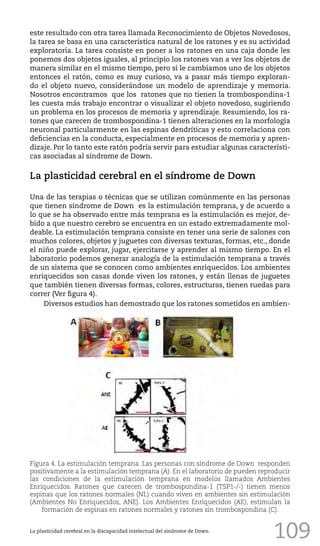 109
este resultado con otra tarea llamada Reconocimiento de Objetos Novedosos,
la tarea se basa en una característica natural de los ratones y es su actividad
exploratoria. La tarea consiste en poner a los ratones en una caja donde les
ponemos dos objetos iguales, al principio los ratones van a ver los objetos de
manera similar en el mismo tiempo, pero si le cambiamos uno de los objetos
entonces el ratón, como es muy curioso, va a pasar más tiempo exploran-
do el objeto nuevo, considerándose un modelo de aprendizaje y memoria.
Nosotros encontramos que los ratones que no tienen la trombospondina-1
les cuesta más trabajo encontrar o visualizar el objeto novedoso, sugiriendo
un problema en los procesos de memoria y aprendizaje. Resumiendo, los ra-
tones que carecen de trombospondina-1 tienen alteraciones en la morfología
neuronal particularmente en las espinas dendríticas y esto correlaciona con
deficiencias en la conducta, especialmente en procesos de memoria y apren-
dizaje. Por lo tanto este ratón podría servir para estudiar algunas característi-
cas asociadas al síndrome de Down.
La plasticidad cerebral en el síndrome de Down
Una de las terapias o técnicas que se utilizan comúnmente en las personas
que tienen síndrome de Down es la estimulación temprana, y de acuerdo a
lo que se ha observado entre más temprana es la estimulación es mejor, de-
bido a que nuestro cerebro se encuentra en un estado extremadamente mol-
deable. La estimulación temprana consiste en tener una serie de salones con
muchos colores, objetos y juguetes con diversas texturas, formas, etc., donde
el niño puede explorar, jugar, ejercitarse y aprender al mismo tiempo. En el
laboratorio podemos generar analogía de la estimulación temprana a través
de un sistema que se conocen como ambientes enriquecidos. Los ambientes
enriquecidos son casas donde viven los ratones, y están llenas de juguetes
que también tienen diversas formas, colores, estructuras, tienen ruedas para
correr (Ver figura 4).
Diversos estudios han demostrado que los ratones sometidos en ambien-
La plasticidad cerebral en la discapacidad intelectual del síndrome de Down.
Figura 4. La estimulación temprana. Las personas con síndrome de Down responden
positivamente a la estimulación temprana (A). En el laboratorio de pueden reproducir
las condiciones de la estimulación temprana en modelos llamados Ambientes
Enriquecidos. Ratones que carecen de trombospondina-1 (TSP1-/-) tienen menos
espinas que los ratones normales (NL) cuando viven en ambientes sin estimulación
(Ambientes No Enriquecidos, ANE). Los Ambientes Enriquecidos (AE), estimulan la
formación de espinas en ratones normales y ratones sin trombospondina (C).
 