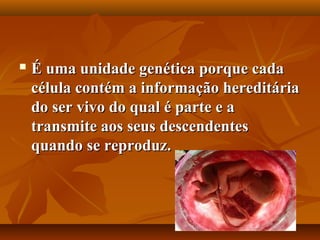    É uma unidade genética porque cada
    célula contém a informação hereditária
    do ser vivo do qual é parte e a
    transmite aos seus descendentes
    quando se reproduz.
 