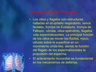Discinesia Ciliar Primaria
• Los cilios y flagelos son estructuras
halladas en el epitelio respiratorio, senos
faciales, trompa de Eustaquio, trompa de
Fallopio, córnea, cilios epéndimo, flagelos
cola espermatozoides. La principal función
de los cilios es mover los fluidos, moco,
células sobre la superficie en un
movimiento onda-like, siendo la función
del flagelo de los espermatozoides la
propulsión del esperma.
• El aclaramiento mucociliar es fundamental
en los mecanismos de defensa.
 