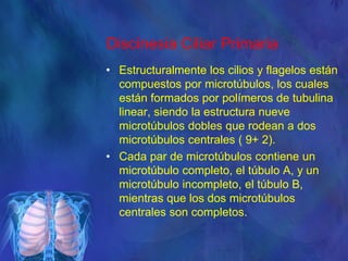 Discinesia Ciliar Primaria
• Estructuralmente los cilios y flagelos están
compuestos por microtúbulos, los cuales
están formados por polímeros de tubulina
linear, siendo la estructura nueve
microtúbulos dobles que rodean a dos
microtúbulos centrales ( 9+ 2).
• Cada par de microtúbulos contiene un
microtúbulo completo, el túbulo A, y un
microtúbulo incompleto, el túbulo B,
mientras que los dos microtúbulos
centrales son completos.
 