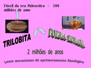 TRILOBITA FORMA  HUMANA 2  milhões  de  anos Lento mecanismo de aprimoramento fisiológico Fóssil da era Paleozóica  -  500 milhões de anos 