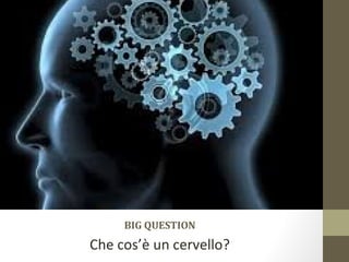 BIG QUESTION
Che cos’è un cervello?
 