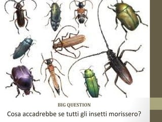 BIG QUESTION
Cosa accadrebbe se tutti gli insetti morissero?
 