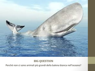 BIG QUESTION
Perché non ci sono animali più grandi della balena bianca nell’oceano?
 