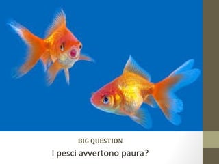 BIG QUESTION
I pesci avvertono paura?
 