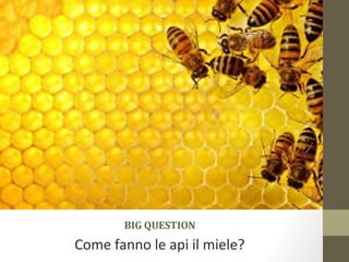 BIG QUESTION
Come fanno le api il miele?
 