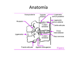 Anatomía
 