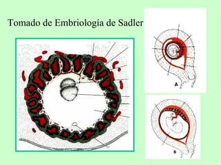 Tomado de Embriología de Sadler