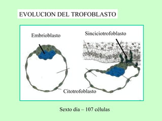 EVOLUCION DEL TROFOBLASTO Sexto día – 107 células Embrioblasto Citotrofoblasto Sinciciotrofoblasto