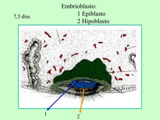 7,5 días Embrioblasto: 1 Epiblasto 2 Hipoblasto 1 2