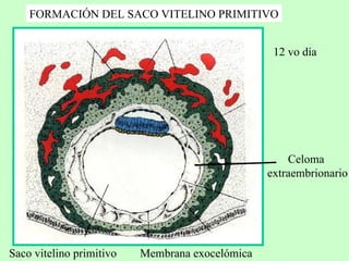 Saco vitelino primitivo Membrana exocelómica Celoma  extraembrionario 12 vo día FORMACIÓN DEL SACO VITELINO PRIMITIVO 