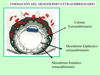 Mesodermo Esplácnico extraembrionario Mesodermo Somático extraembrionario Celoma Extraembrionario FORMACIÓN DEL MESODERMO EXTRAEMBRIONARIO