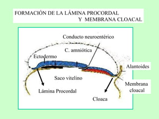 FORMACIÓN DE LA LÁMINA PROCORDAL Y MEMBRANA CLOACAL C. amniótica Saco vitelino Conducto neuroentérico Alantoides Ectodermo Membrana cloacal Lámina Procordal Cloaca