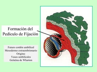Formación del Pedículo de Fijación Futuro cordón umbilical Mesodermo extraembrionario Origina: Vasos umbilicales Gelatina de Wharton