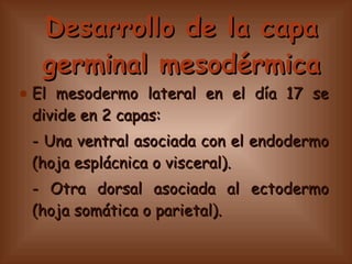 Disco germinativo trilaminar | PPT