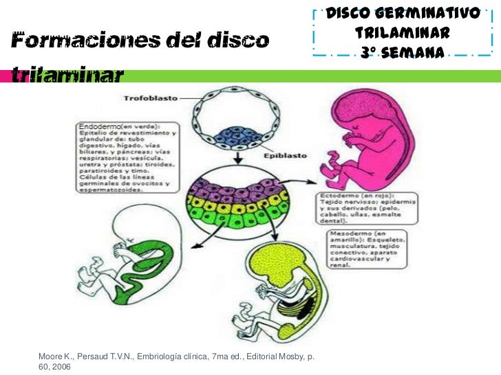 Mesodermo ectodermo y endodermo embriologia pdf writer
