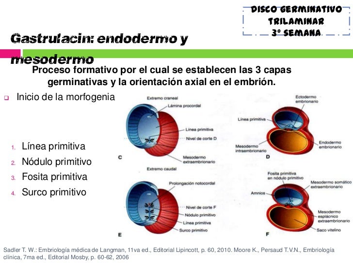 Formacion De Las 3 Capas Germinativas es.slideshare.net