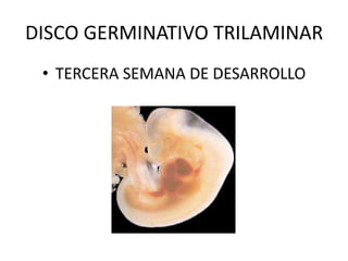 DISCO GERMINATIVO TRILAMINAR
• TERCERA SEMANA DE DESARROLLO
 