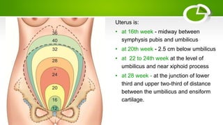 Enciform Discomforts of pregnancy.pptx